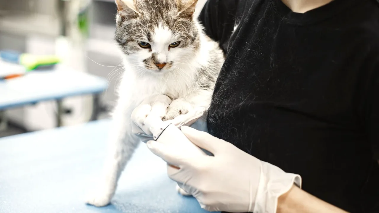 Veteriner klinikte muayene edilen kedi